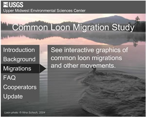 Common Loon Migration Study