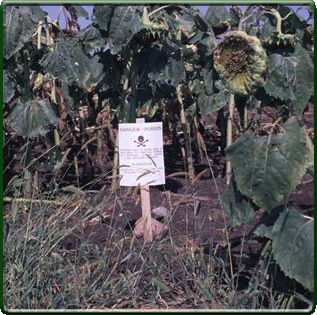 DRC-1339 applied to sunflower fields