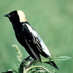 Bobolink (USFWS photo by S. Maslowski)