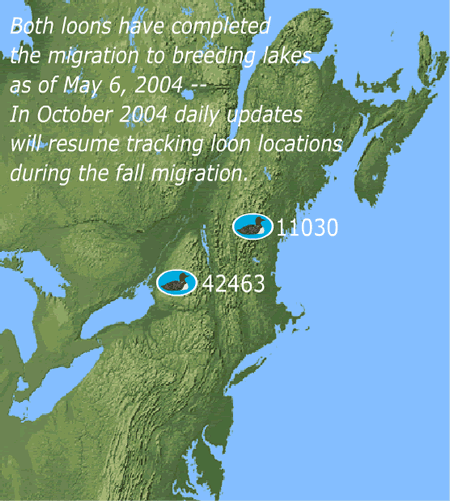 Loon locations