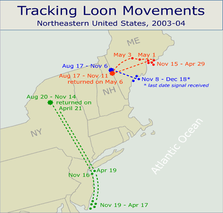 Flight paths of all loons