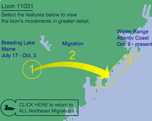 Flight paths of all loons