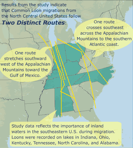 Midwestern loons migrate using 2 distinct routes