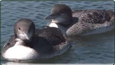 loon pair