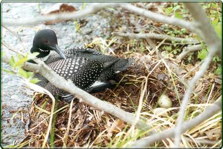 loon with eggs in nest