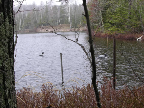 loon study