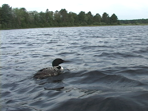 Common loon with a radio transmitter is released on its breeding lake in northern Wisconsin, July, 2010.
