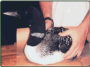 Loon (photo) Loon (photo)