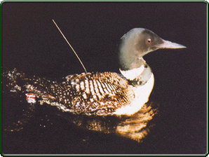 Loon (photo)