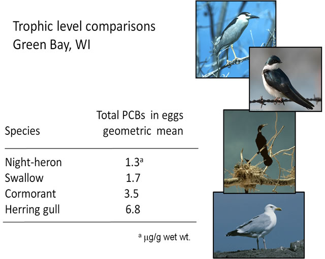 Trophic level comparisons Green bay, WI