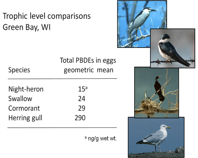 Trophic level comparisons Green bay, WI