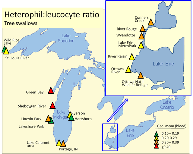 Heterophil:leucyte ratio: Tree swallows