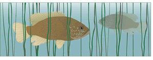 fish graphic