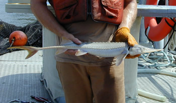 The deep channels of the Mississippi Rivers support large numbers of shovelnose sturgeon. (photo)