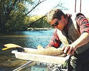 Fish sampling