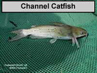 a picture of a Channel Catfish