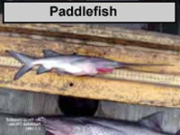 a picture of a Paddlefish