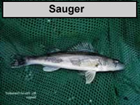 a picture of a Sauger