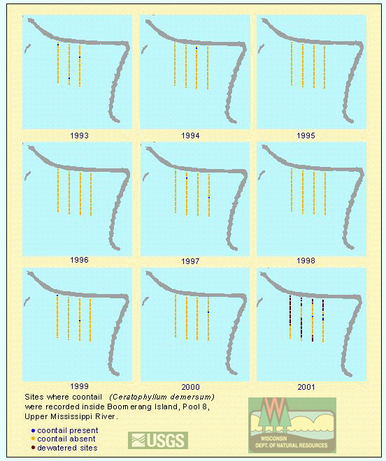 Boomerang Island - coontail (Ceratophyllum demersum)