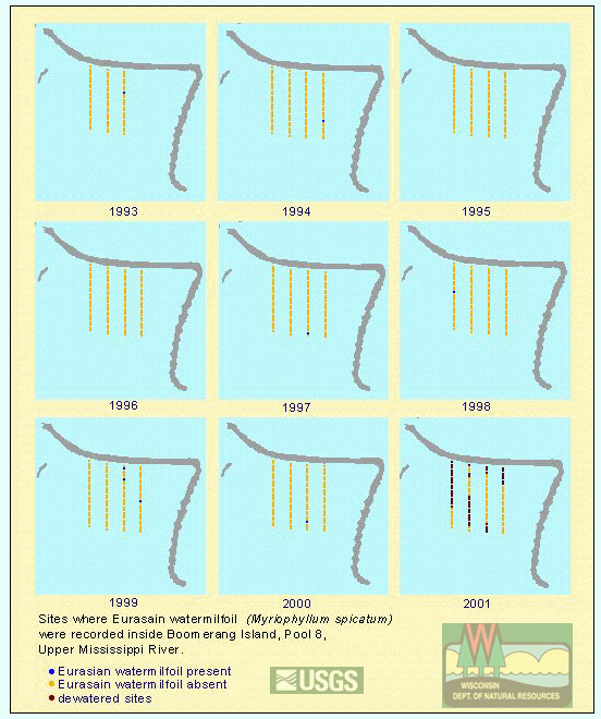 Boomerang Island - Eurasian watermilfoil (Myriophyllum spicatum)