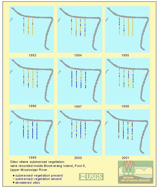 Boomerang Island - submersed vegetation