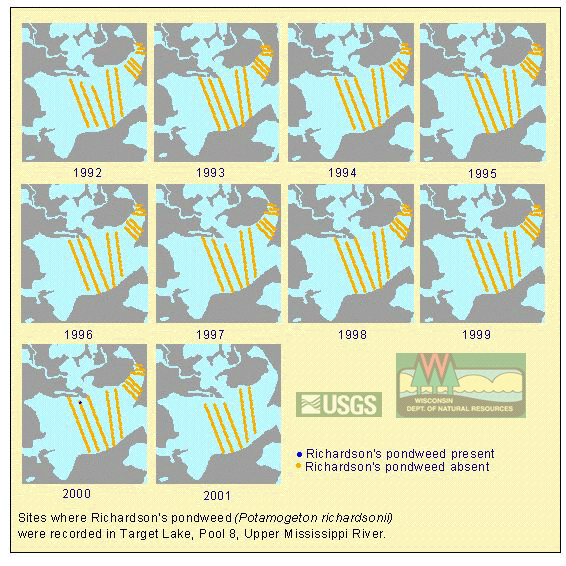 Target Lake -Richardson's pondweed (Potamogeton richardsonii)