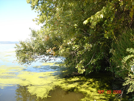 Main channel shoreline with floating mat of algae and duckweed.