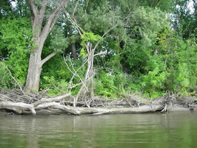We estimate the amount of woody debris, which provides habitat for fish and the aquatic insects they eat.