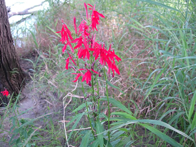 Terrestrial sampling - Cardinal Flower.