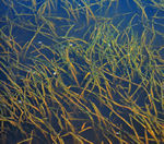 Wild celery (plant)