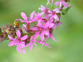 Ladybug on Purple Loosestrife