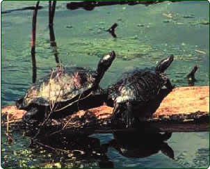 marsh turtles