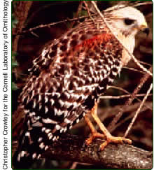 red-shouldered hawk