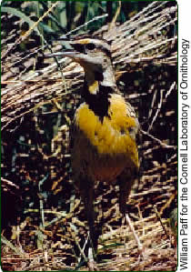 meadowlark