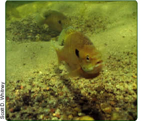 bluegills guarding nests