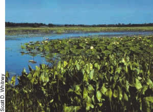 deepwater marsh habitat