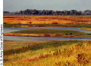 floodplain grasslands
