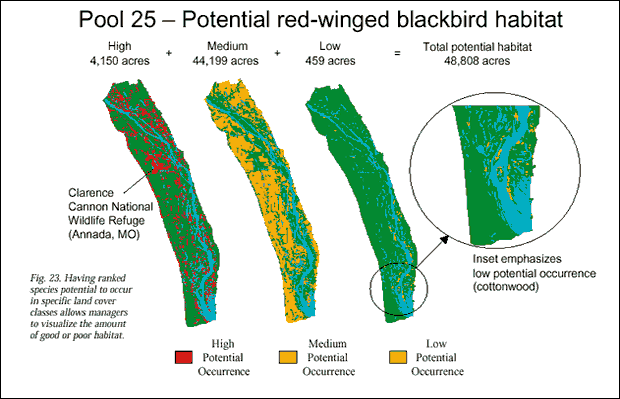 potential red-winged blackbird habitat