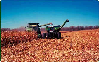 corn harvest
