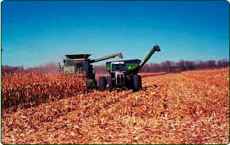 corn harvest