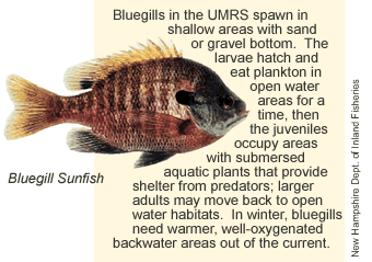 bluegill