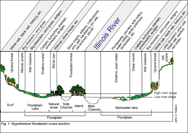 floodplain cross-section