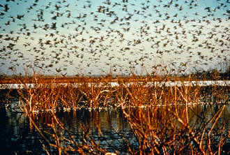 ducks in flight