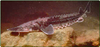 Lake sturgeon