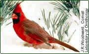 cardinal