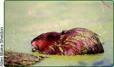 muskrat