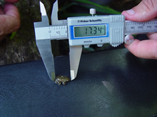 Scientist measuring frog during Amphibian Research and Monitoring Initiative fieldwork