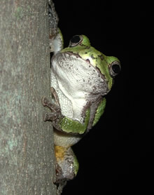 Grey Tree Frog