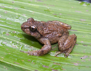 Rocky Mountain tailed frog