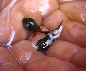 Tadpoles monitored for deformities